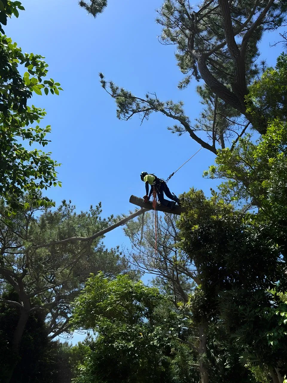 樹木の伐採作業