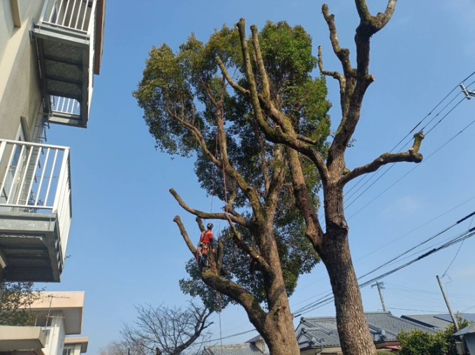 高木剪定｜都城市
